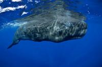 Шта једу китови сперматозоиди?