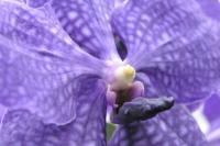 Orquídea Vanda magia azul