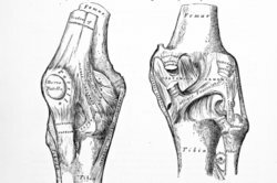 Костите и хрущялите обикновено работят ръка за ръка.
