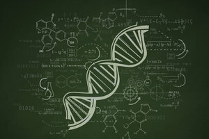 आनुवंशिक जानकारी की मदद से प्रोटीन को संश्लेषित किया जाता है।