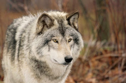 זאבים - חיות יפות - לצערי עם מוניטין רע