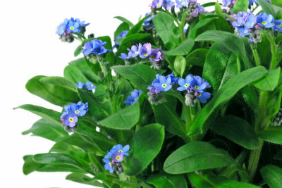 Forget-me-nots bloom so beautifully blue.
