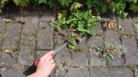 VIDEO: pašalinkite piktžoles tarp akmenukų