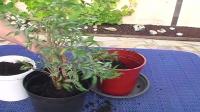 VIDEO: Repot Ficus benjamini