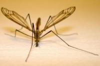 Μπορούν τα κουνούπια να τσιμπήσουν ή δάγκωμα?