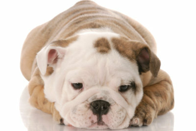 İngiliz Bulldog, bir aile köpeği olarak bile oldukça sevimlidir.