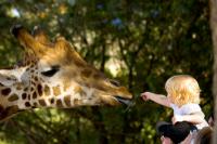 Merencanakan ulang tahun di kebun binatang untuk anak-anak