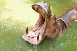 Hipopotam może być niebezpieczny.