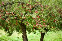 Carry out the pruning of the apple tree correctly