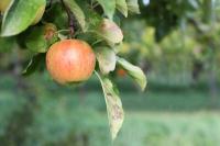 Tratar las enfermedades del manzano con agentes biológicos.