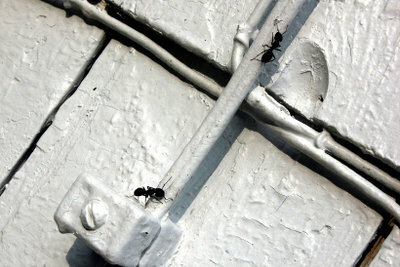 Selv om mauren er i leiligheten, kan det gjøres noe med dem.