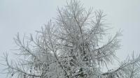 WIDEO: Który drzewo iglaste traci igły zimą?