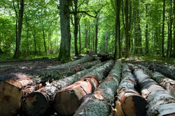 Les lahko vzamete s seboj iz gozda le z bralnim lističem.