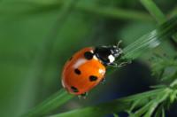 What do ladybugs eat?