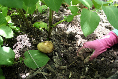 Kalium nitrat meningkatkan pertumbuhan tanaman yang sehat.