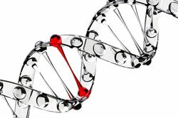 In the normal state, DNA is organized in the form of a double helix.