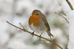 Robin europeu no inverno