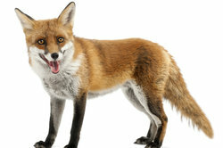 Foxes live an average of seven years.