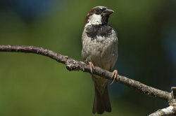 Samec vrabca, rozpoznateľný podľa čiernej nášivky na hrudi