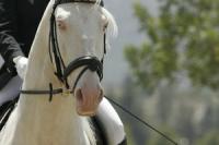 Make your own Biothane bridle