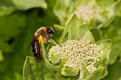 Пчелите се хранят предимно с нектар и цветен прашец.