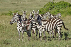Zebra's zijn ook sociale kuddedieren.