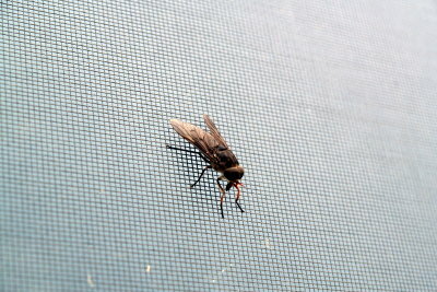 मक्खियाँ एक उपद्रव हैं। फ्लाई स्क्रीन संलग्न करने से मदद मिल सकती है।