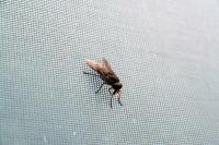 Anexe a tela da mosca à janela