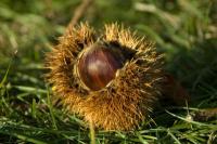 Sweet chestnut: varieties for your own garden