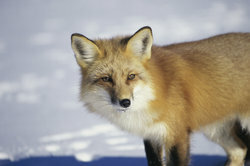 A red fox in winter dress