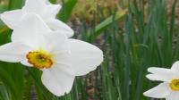 VIDEO: Caring for daffodils in a pot