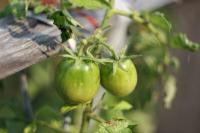 Buy green tomatoes and process them into relish