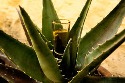 Tequila diekstraksi dari jantung agave.