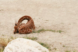 Een slapende giraf is te herkennen aan zijn achterover gekantelde kop.