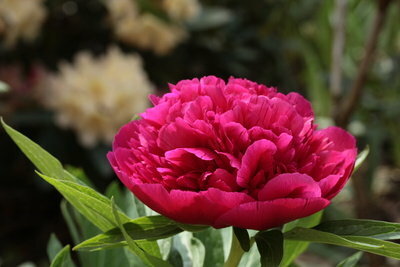 Magnificent peonies invite you to paint.