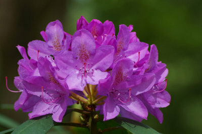 Rododendrons - een leverancier van propolis