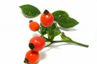 Rose hip tea and its effects