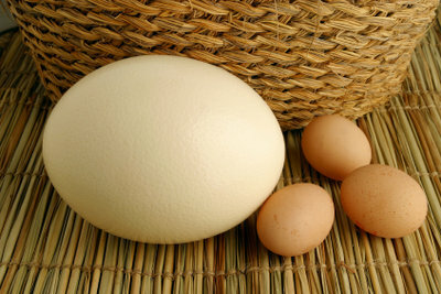 ダチョウの卵は魅力的です。