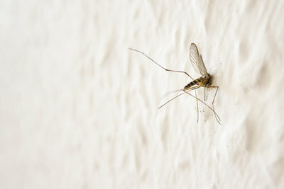 Mosquitoes choose victims based on smell.