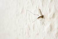 Hvilken blodgruppe kan myg lide?