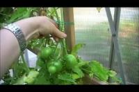VIDEO: Vihreiden tomaattien peittaus