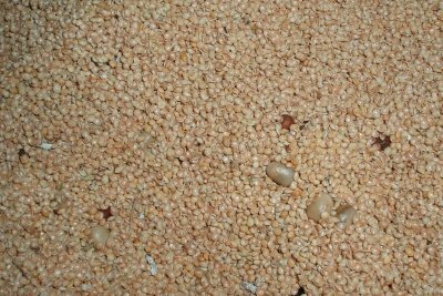 Millet grains before processing