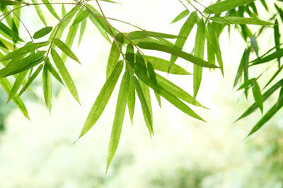 Pri dobrej starostlivosti je bambus jasne zelený.