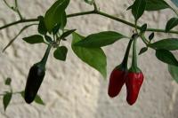 Plant green chillies yourself