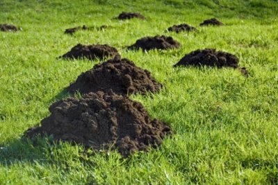 There is not always a mole under the holes in the lawn.