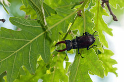 Stag beetles feed on the sap of the trees.