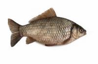 How old can carp get?
