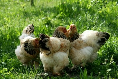 Kycklingar mår bra på gräsmattan.