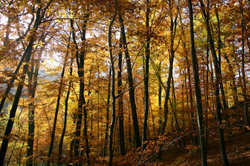 تشمل العقارات الفيدرالية المعروضة مناطق الغابات.