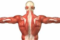Numero di muscoli nell'uomo